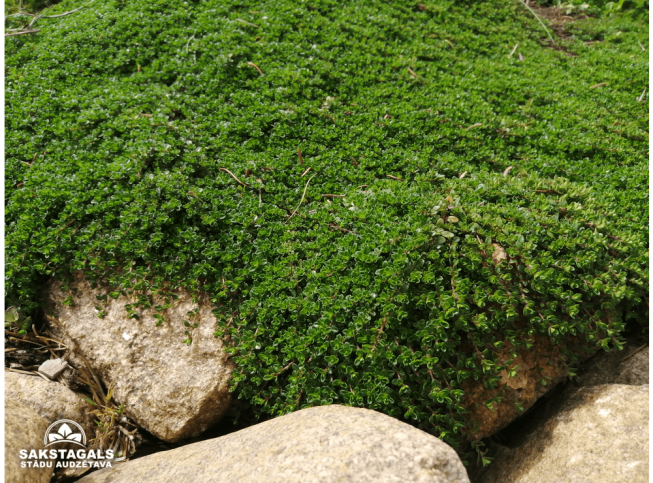 Thymus serpyllum   'Elfin'